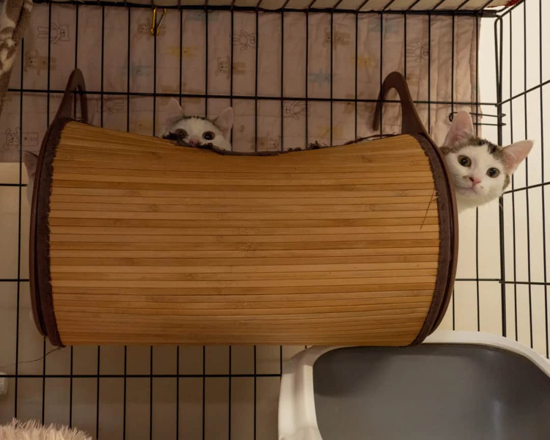 Jak przyzwyczaić kota do nowego mieszkania bez stresu i lęku