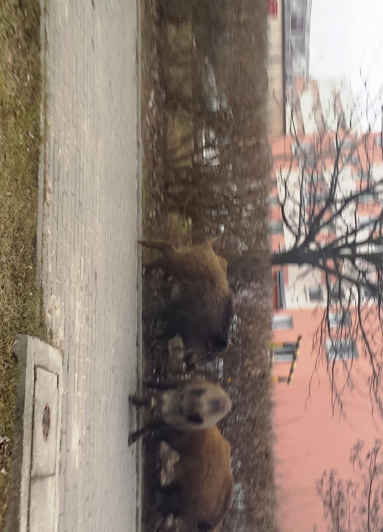 Co robić, gdy dziki na osiedlu zagrażają Twojemu bezpieczeństwu