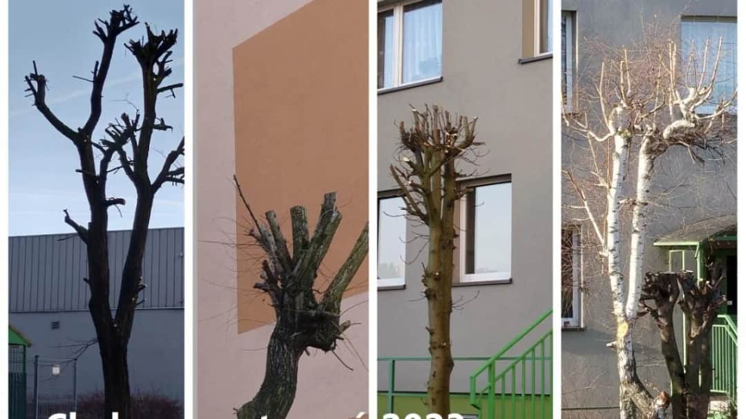 Jakie drzewa sadzić na osiedlach, by uniknąć problemów z infrastrukturą?